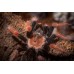 Tarántula de patas rojas - Brachypelma boehmei